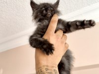 Safkan Black Smoke Blue Smoke Black Red Solid Maine Coon