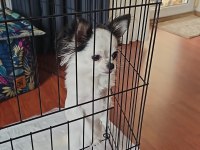 4.5 Aylık Chihuahua Dişi