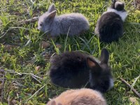 Hollanda Lop Tavşan Yavruları