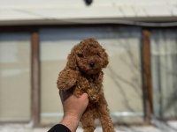Toy poodle yavrular