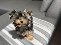 Ev doğumlu micro teacup boy yorkshire terrier