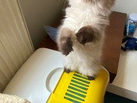 British longhair chocolate point erkek