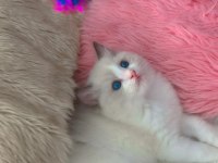 Anne Altından Safkan Ragdoll Yavru kediler