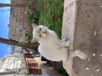 Ücretsiz Sahiplendirme Kedimiz