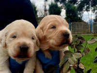 Bebek Yüzlü Golden Retriever Yavrularım