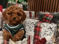 Ev Ortamında Doğup Büyümüş Micro Toy Poodle