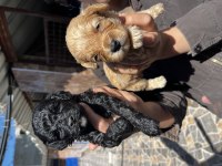 Maltipoo yavrularımız