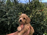 IRKININ SÜPER STARI A KALİTE TEACUP MALTİPOO BEBEKLER