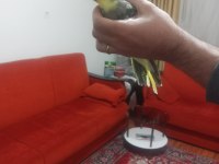 Erkek sultan papağanı