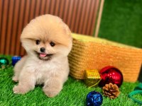 Pomeranian Boo Yavrularımız Irk Ve Sağlık Garantili