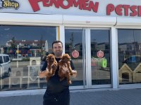 Efsane Kalite Toy Poodle Yavrular Ankara Mağazamızda