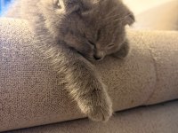 Sevimli scottish fold oğlumuz