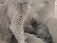 British shorthair kızıma yeni yuva arıyorum