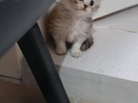 Scottish fold uzun ve kısa tüylü efsane yavrularım