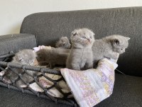 Gri Scottish fold cinsi yavrular