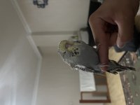 JUMBO MUHABBET KUŞU ELE ALIŞIK SAĞLIKLI KUŞ