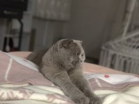 Scottish fold oğluma dişi british eş arıyorum