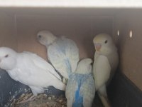Rengarenk muhabbet kuşu yavrular