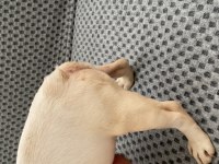 French bulldog Foozy Kızı