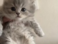 Mama karşılığı yavru scottish fold