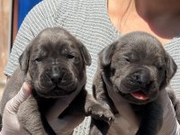 Sevimli cane corso yavrularımız