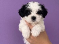 Maltese Terrier Yavrular