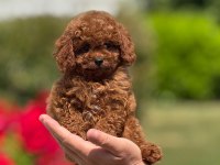 Toy Poodle Bebekler Yuvalara Hazır