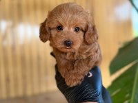 Toy Poodle Ve Maltipoo Yavruları