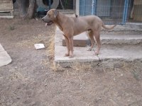O bir alan koruma uzmanı cane corso