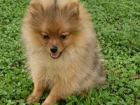 Turuncu pomeranian spitz erkek uygun