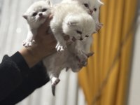 Scottish Fold Yavrularımız