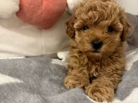 Toy poodle yavrularımız