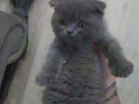 Scottish fold bebiş kediler
