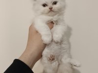 Erkek British Longhair Ayıcık Surat Bebek