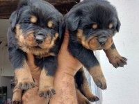 Son Erkek Rottweiler Yavrumuz