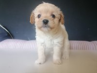 Muhteşem safkan maltipoo bebişler