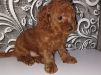 Toy Poodle Sevimli Yavrularımız