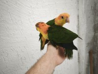 Full evcil caique bebekler