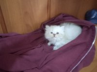Minik british longhair kızımı sahiplendireceğim