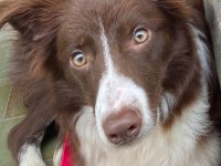 7 aylık Dişi Border Collie