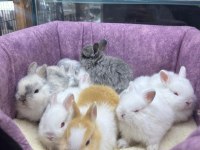 CÜCE NETHERLAND DWARF TAVŞANLARIMIZ