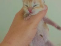 Şecereli golden anne baba yavruları kediler