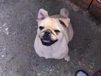 White pug 2 yaşında