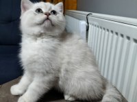 BRI NY25 , BRI NS1133 DİŞİ VE ERKEK YAVRU KEDİLERİM