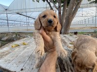 Saf güzellik american cocker