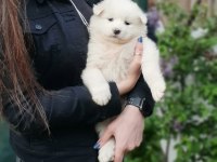 Bir birinden güzel samoyed yavruları