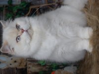 British longhair kedisi dişi