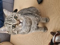 9 aylık dişi british shorthair bursa