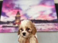 Hem şeker hemde kıvır kıvır maltipoo