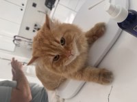Kısır Erkek Longhair Aşılı ve Tüm Eşyalarıyla